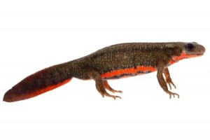 Cynops pyrrhogaster